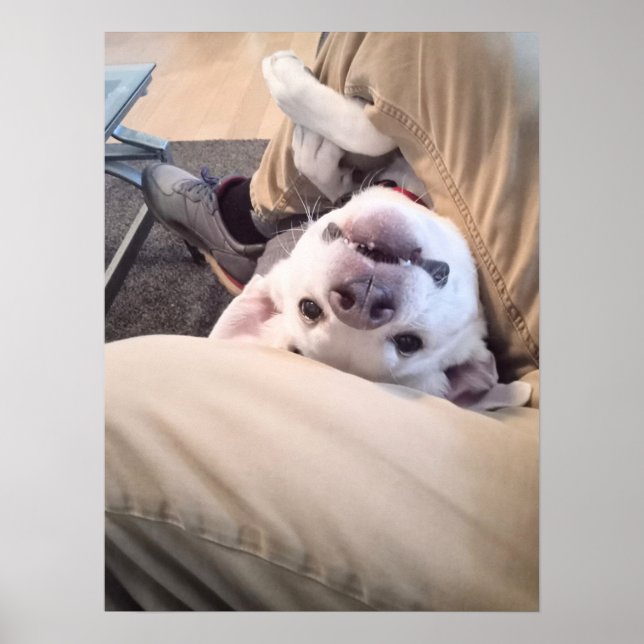 Funny Dog Won't Be Ignored Comical Photo Poster (Front)