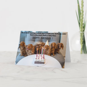 Funny Dogs Birthday Greeting Card 