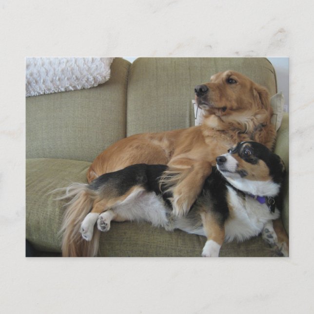 Funny Dogs Cuddling Cute Golden Retriever Corgi Postcard (Front)