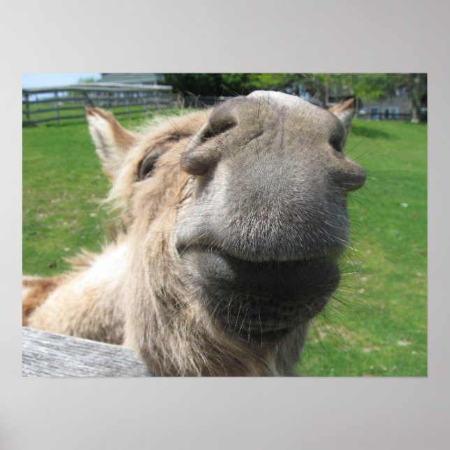 Funny Donkey Close Up Poster (Front)