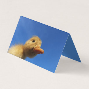 funny duck in blue card