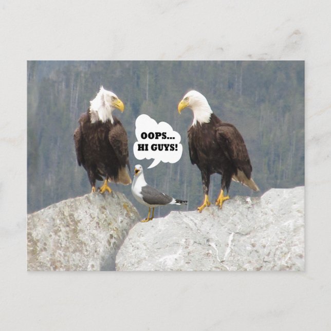 Funny Eagles and Seagull Postcard (Front)