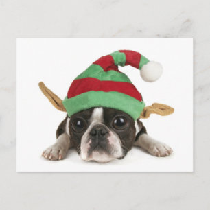 Funny Elf Postcard