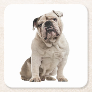 Funny English Bulldog Gifts Puppy Dog Lover Square Paper Coaster