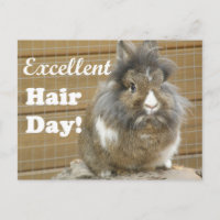 Funny "Excellent Hair Day" for Rabbit.