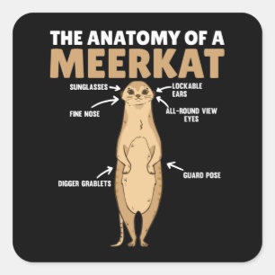 Funny Explanation Of A Meerkat's Anatomy Square Sticker