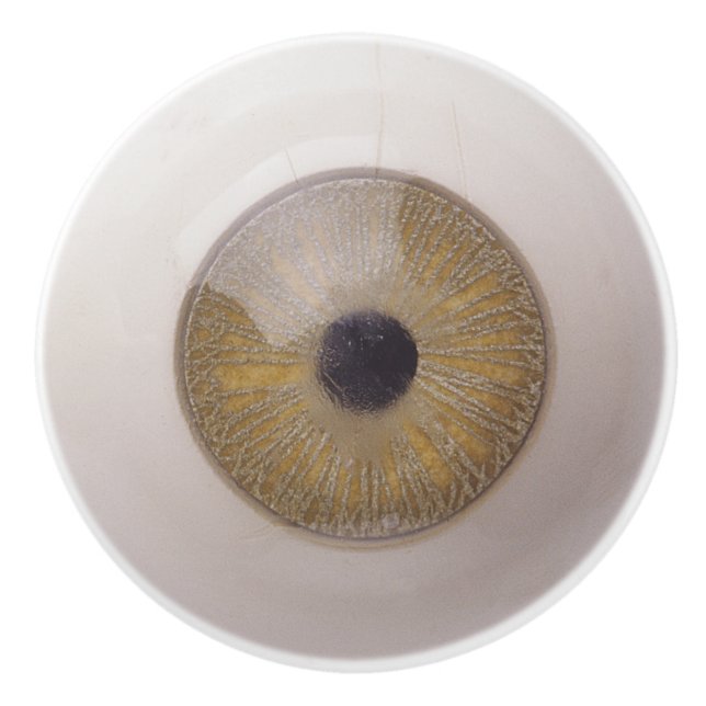 Funny Eyeball Ceramic Knob (Front)