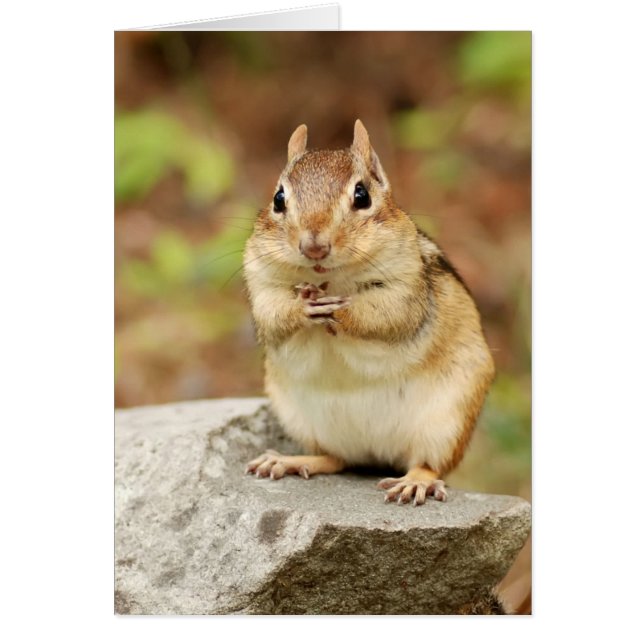 Funny Face Chipmunk (Front)