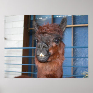 Funny Face Llama Poster