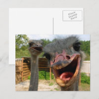 Funny Face Ostrich Couple Photo