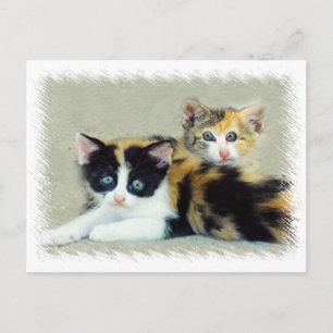 Funny Faced Kittens Postcard