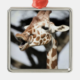 Funny faced reticulated giraffe, San Francisco Metal Ornament