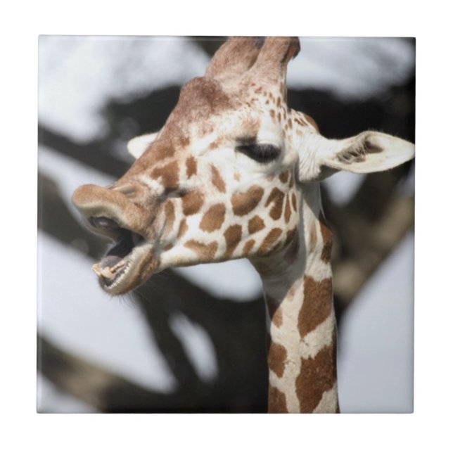 Funny faced reticulated giraffe, San Francisco Tile (Front)