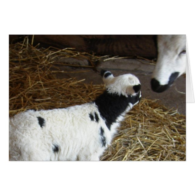 Funny Face's Lamb (Front Horizontal)