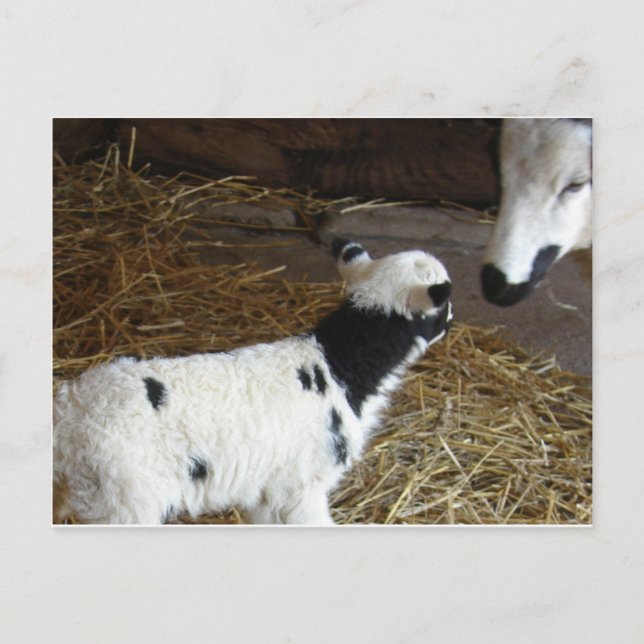 Funny Face's Lamb Postcard (Front)