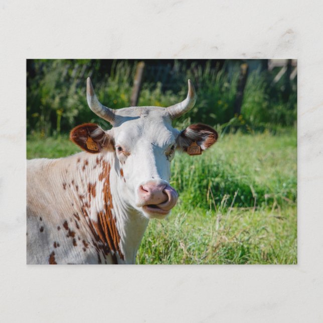 Funny Farm Animal - Cow Humour - Cows Tongue Postcard (Front)