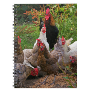 Funny Farmyard Chickens Hens & Rooster Notebook