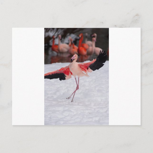 Funny Flamingo dancing the flamenco Postcard (Front)