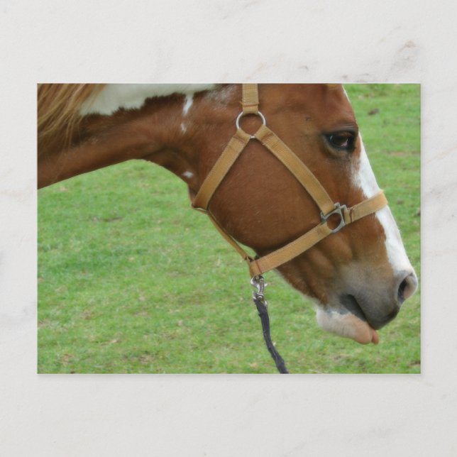 Funny Flashy Horse Postcard (Front)