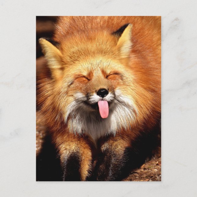 Funny Fox Sticking It's Tongue Out Postcard (Front)