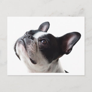 Funny Frenchie Dog Postcard - French Bulldog 