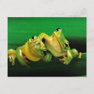 Funny Frogs Postcard