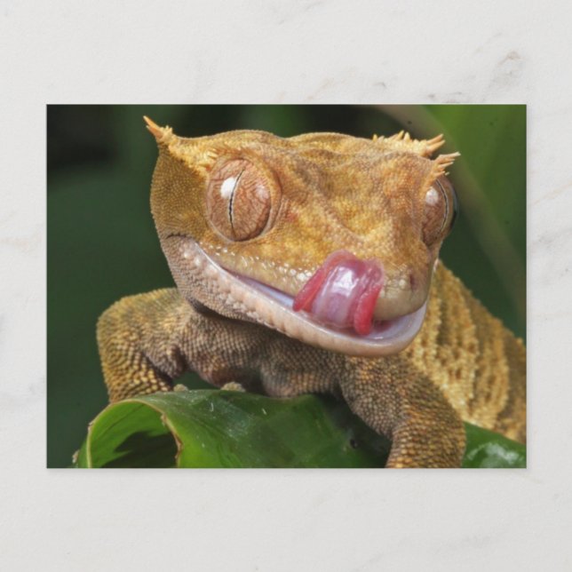 Funny GECKO Licking His Lips POSTCARD (Front)