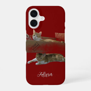 Funny Ginger Cats , Customizable Image And Photo iPhone 16 Case