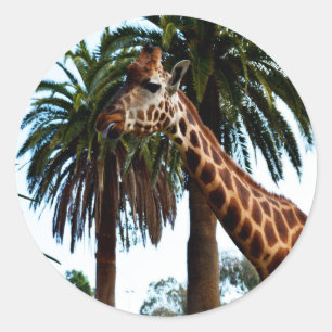 Funny Giraffe Giving A Raspberry, Classic Round Sticker