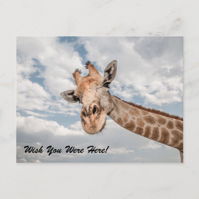 Funny Giraffe Postcard (Front)
