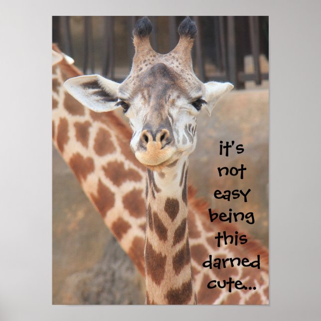 Funny Giraffe Poster (16x12) not easy being cute! (Front)