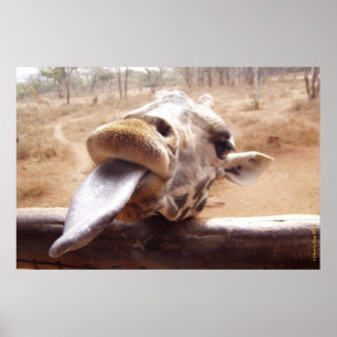 FUNNY GIRAFFE POSTERS - OUT OF AFRICA - PRINTS