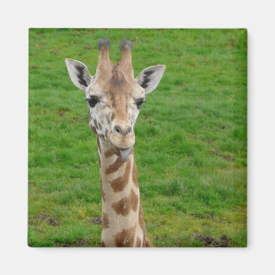 Funny Giraffe Sticking Out Tongue! Magnet