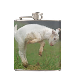Funny Goat Baby White Goat Jumping in Pasture Hip Flask