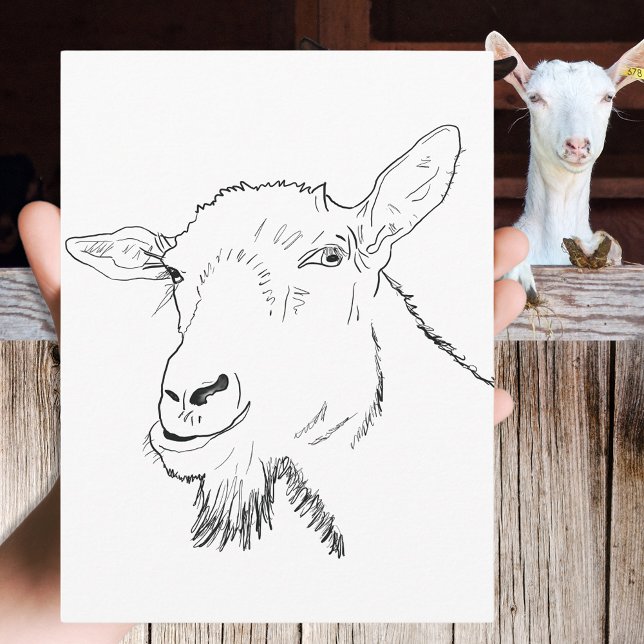 Funny Goat Drawing Postcard (Funny goat simple animal art drawing black and white postcard by  artist Catherine Sweetman )