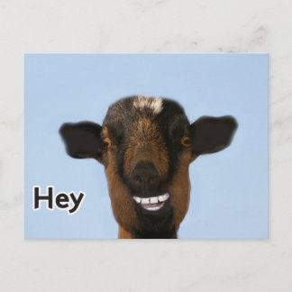 Funny Goat Meme Smiling Really Big Postcard