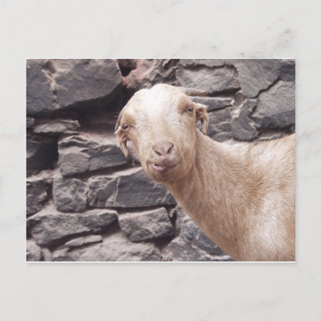 Funny Goat Postcard (Front)