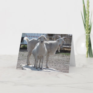 Funny Goats Anniversary Congratulations Compliment Card