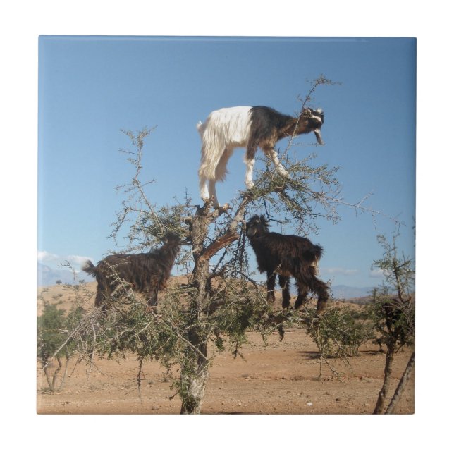 Funny goats in a tree tile (Front)