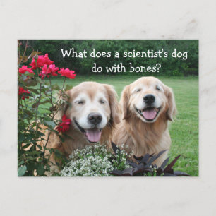 Funny Golden Retriever Barium Scientist Joke Postcard