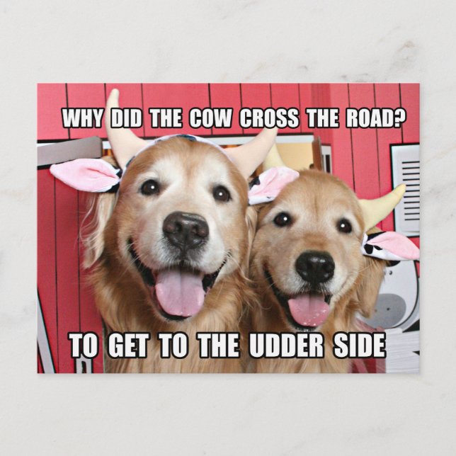 Funny Golden Retriever Cow Joke Postcard (Front)