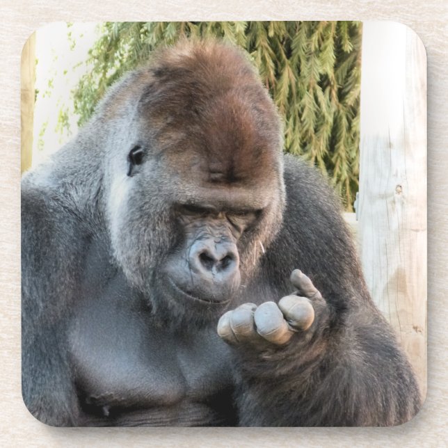 FUNNY GORILLA COASTER (Front)