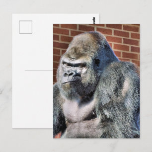FUNNY GORILLA POSTCARD