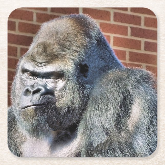 FUNNY GORILLA SQUARE PAPER COASTER (Front)