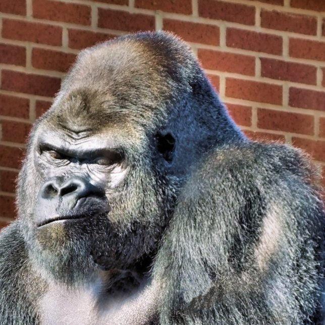 FUNNY GORILLA TILE (Creator Uploaded)