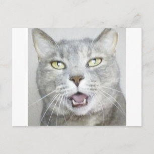 funny grey cat fluffy hilarious open mouth meow postcard