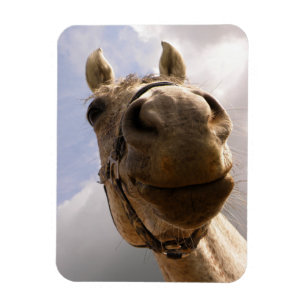 Funny Grey Horse Nose Close Up Magnet