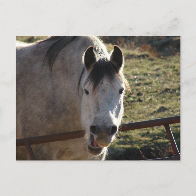 Funny Grey Mare Postcard (Front)