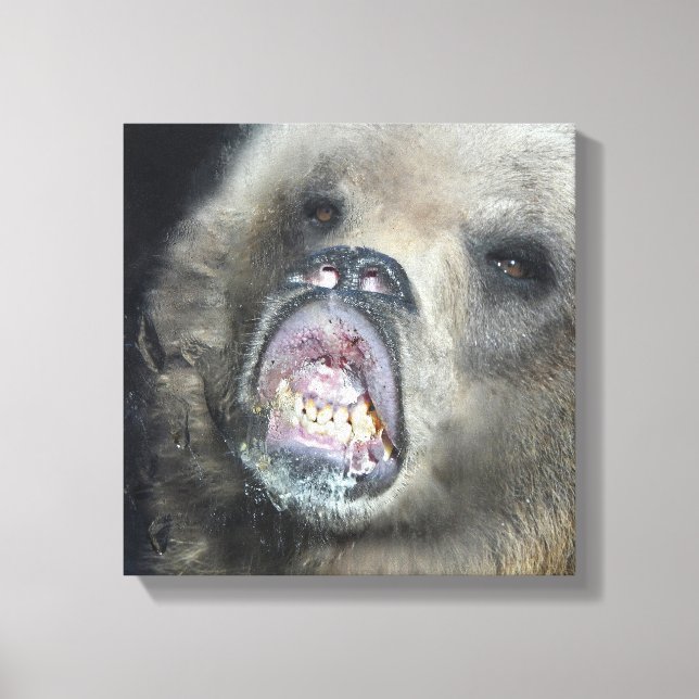 Funny Grizzly Bear Cub Licking The Glass Window Canvas Print (Front)