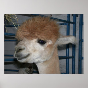 Funny Hairdo on Llama Poster